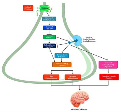 Exploring the New Horizon of AdipoQ in Obesity-Related Alzheimer’s Dementia